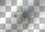 winter ~ polar bear