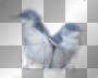 baby penguins