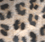 sfondo leopardo sfondo leopardo