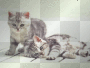gattini