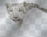 Snow leopard
