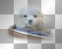 SWEET AND CUTE LITTLE PUPPY!