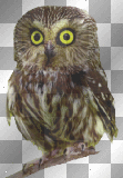 Wide Eye Owl
