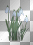 snowdrop snowdrop