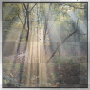 wallpaper forest magic by *pekenina*