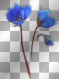 amon / blue / flowers