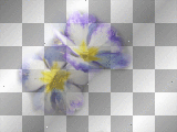 amon / purple / flower