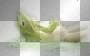 Frog Frog