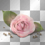 pink roses with pearls so romantic