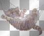 Chat/hamac