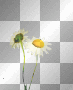 White sunning **Daisies**