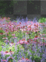 Flower Background ((jonasbro101))