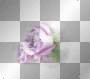 purple rose