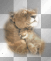 MOM AND BABY TIGER! MOM AND BABY TIGER!