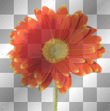 neon flower ' animated flashing