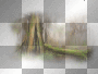 // forest