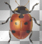insecte