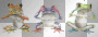 grenouille