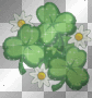 Shamrock flowers with sparkle