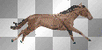 Horse Running