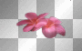 flowers ©dK