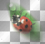 Ladybug Ladybug