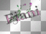 fiani
