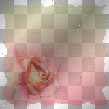 Background rose