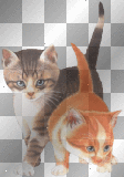 Animated cats -*s*