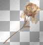 Dead Flower Dead Flower
