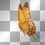 ○•Animated Orange Butterfly○•