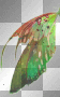 fairy wing +myates7 fairy wing +myates7