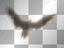 WIOSNA SPRING  TRANSPARENT LIGHT BIRD SUMMER