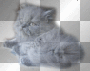 grey cat