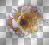 Flower Flower