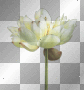 Flower Flower