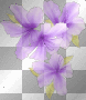 Tropical Flowers