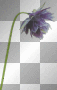 Blue Flower