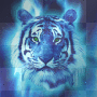 blue tiger blue tiger