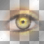 gold eye ©dK gold eye ©dK