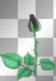 Schwarze Rose