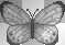 LATO SPRING SUMMER TRANSPARENT  BUTTERFLY BLACK