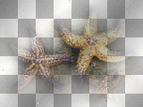 Starfish