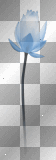Lily flower blue Lily flower blue