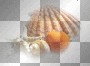 Shells