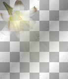 Flower Flower