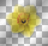 Flower yellow Flower yellow