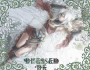 lady of the light