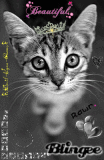 A Cute Little Kitty