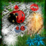 Coccinelle!!!